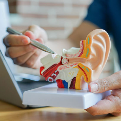 doctor-pointing-at-model-of-ear